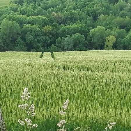 Ferme Beauregard Les Pyrenees 아파트 Artigat