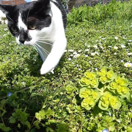 Ferme Beauregard Les Pyrénées Apartamento