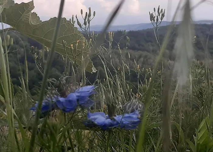 Ferme Beauregard Les Pyrénées Artigat