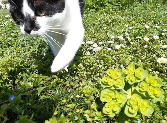 Ferme Beauregard Les Pyrénées Appartamento
